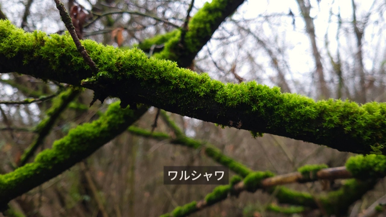 Inspiracja z mchu, bez paproci