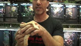 Sunglow Boas For Sale. Buy at Big Apple Pet with Same Day Shipping.