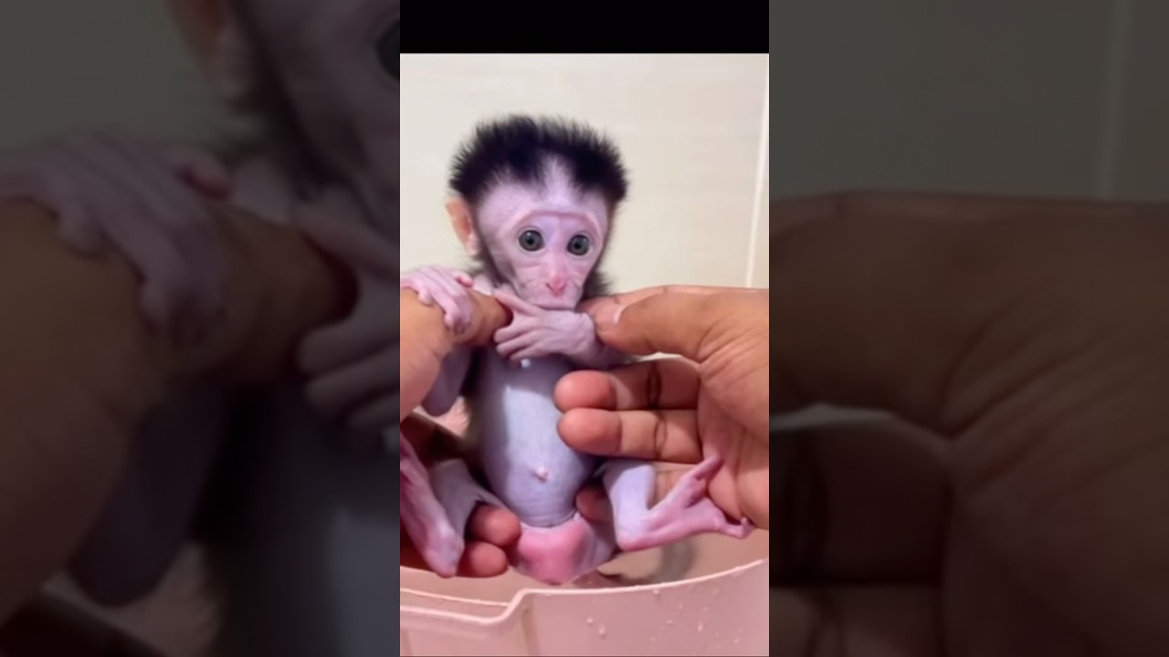 “Unreal! Baby Cici’s Funniest & Sweetest  in Every Moment 😱🐒😂”