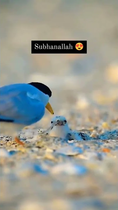 Subhan Allah 🥰 most beautiful seen 💯  surah rahman video status🥀