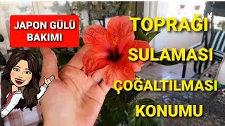 JAPON GÜLÜ BAKIMI⚘🪴 #Japongülü#japongülüçoğaltılması#japongülübudamı