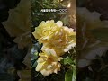 서울장미축제#5월장미#임영웅#다시만날수있을까~~~♡♡♡