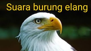 Masteran Suara Burung Elang untuk menaikkan mental burung anda