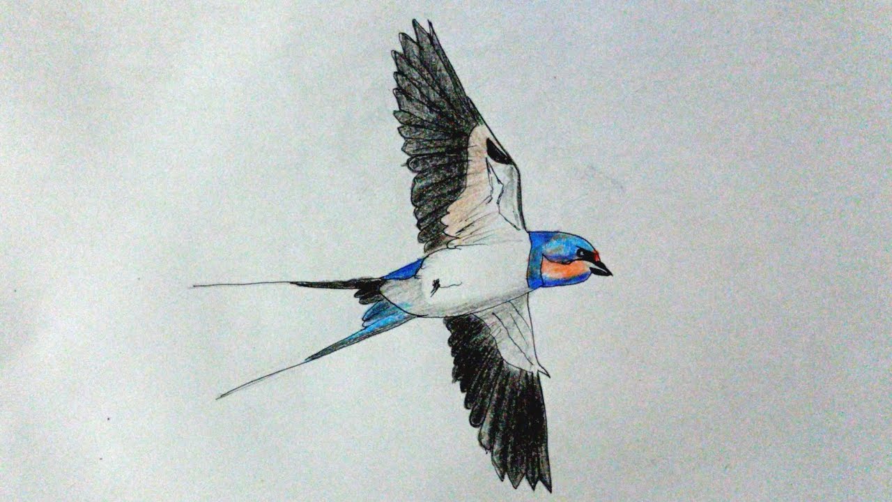 วาดนกนางแอ่น ระบายด้วยสีไม้  Draw a swallow and color it with colored pencils. 