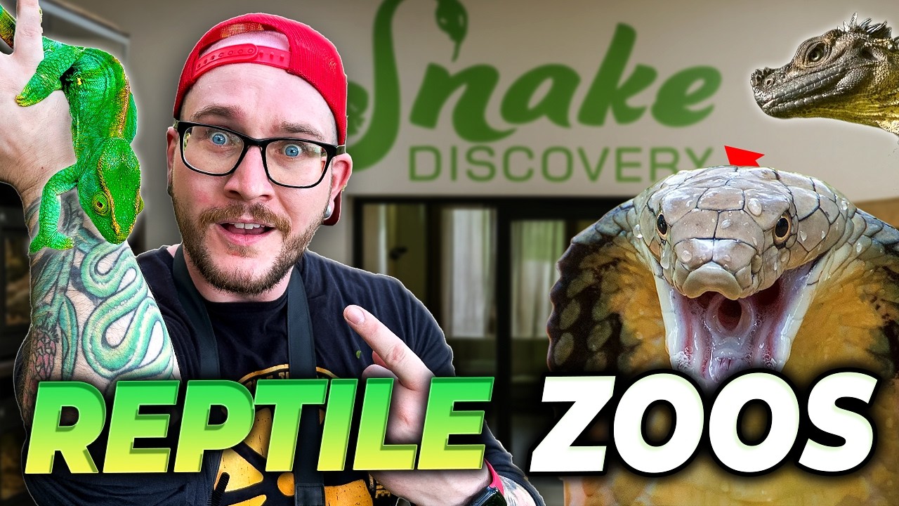 The BEST Reptile Rooms IN THE WORLD