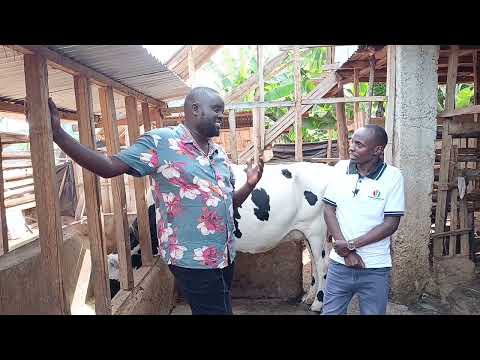 RUGENDO RWA KUGACIRITHIA URIMI WA NGOMBE CIA IRIA Modern Dairy Farming Guide 