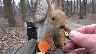 Интересная белка / An interesting squirrel