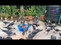 All types of Crow sounds | Clear Crystal Crow bird Crowing sound | Crow bird live Crowing sound P767