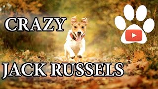 Crazy dogs Jack Russell Terriers  Compilation