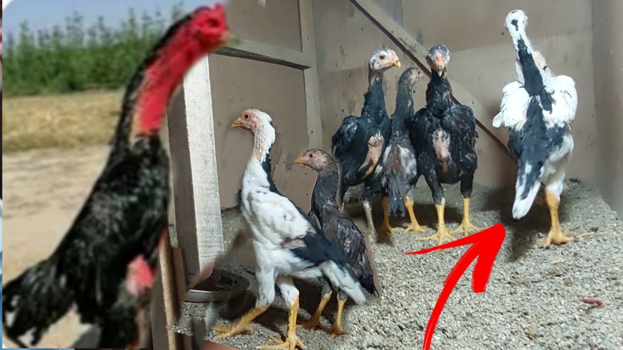 ПАРВОЗ АКАЛАР УЧУН ..ВООООЙДОД УДАРЛАРИ (ОХУНОВ ТВ)