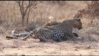 Female leopard wakes up male for attention