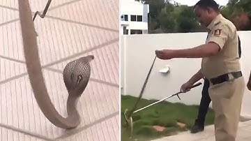 Watch: Snake found in BJP Camp office in CM Basavaraj Bommai