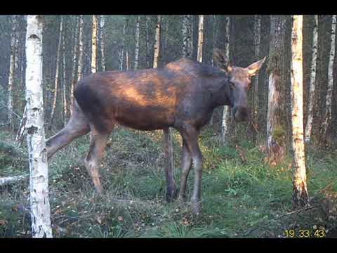 Video: Gräslök: Uppfödning I September