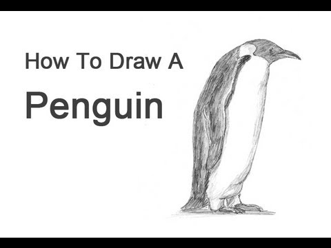 How to Draw a Penguin (Emperor) - YouTube