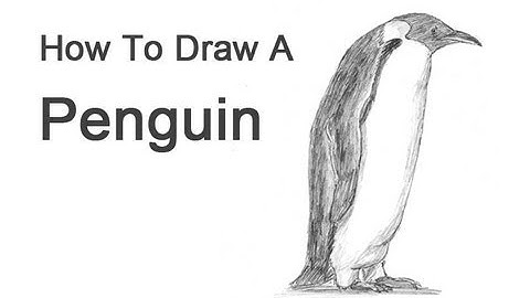How to Draw a Penguin (Emperor)