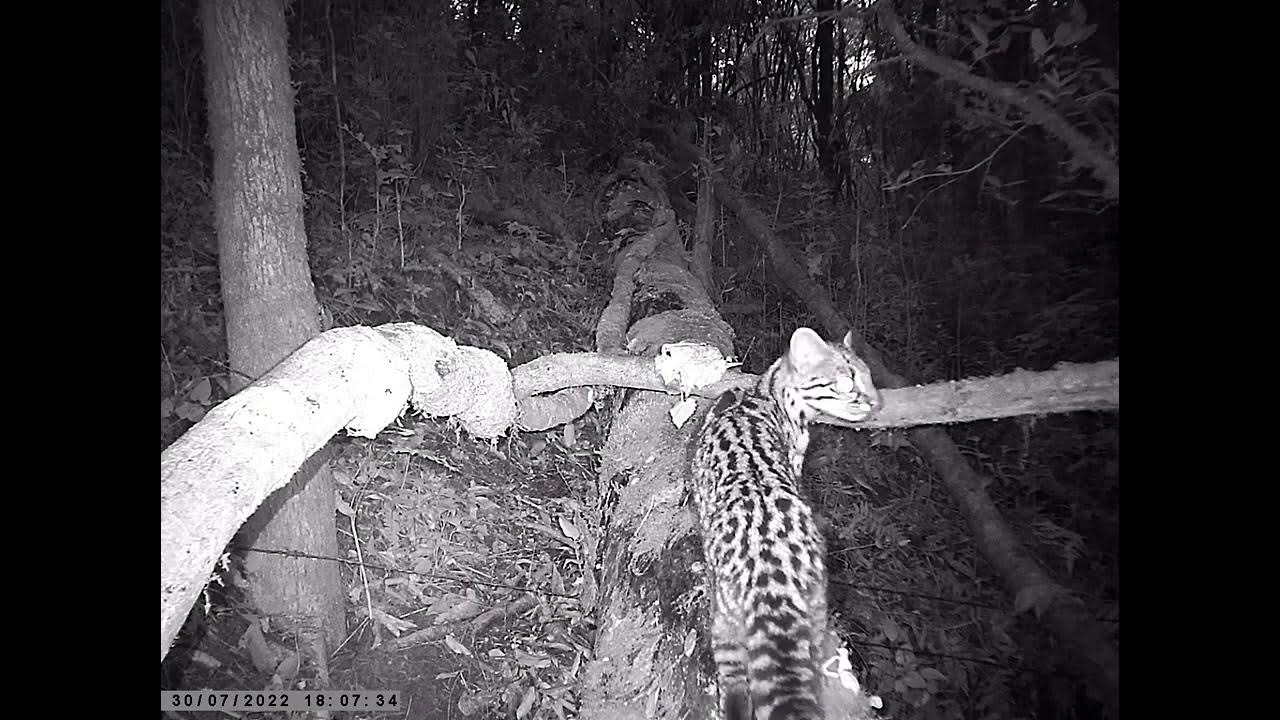 Gatodomatopequeno (Leopardus guttulus). YouTube