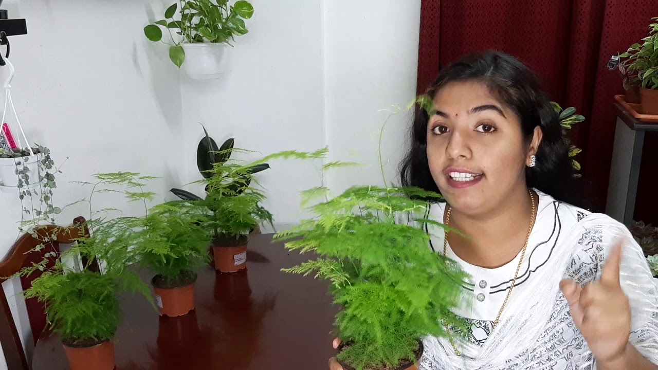 Asparagus fern or evergreen plant care (malayalam) YouTube
