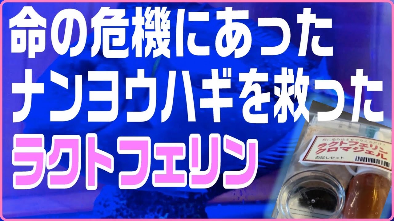 【海水水槽】命の危機ほどの白点がみるみる消えて行った魔法のラクトフェリン【日海センター】