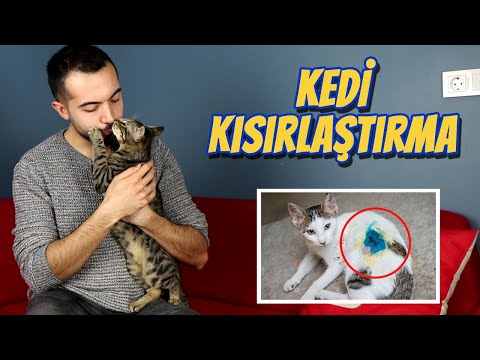 Video: Kısırlaştırılan Kedi Nasıl Anlaşılır: 12 Adım