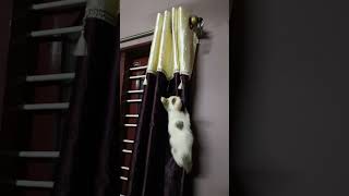 #kitten shorts #kitten videos