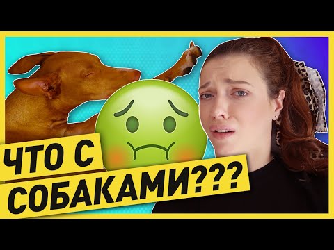 МОИХ СОБАК ТОШНИТ ПЕНОЙ. СОБАКИ ОТРАВИЛИСЬ? ЧТО ДЕЛАТЬ? СРОЧНЫЙ ПОХОД К ВЕТЕРИНАРУ!