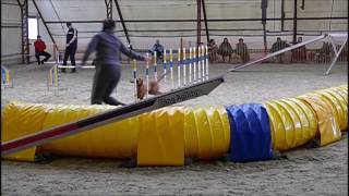 Best of Morze + Repce 2017 FCI qualis