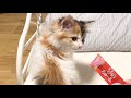 急変。元気だった子猫が原因不明の体調不良になった話【元保護猫】