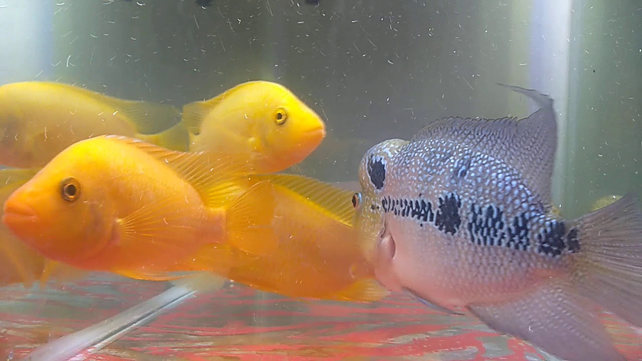 Ikan Red devil