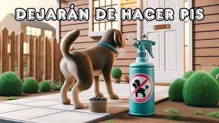 TRUCOS DEFINITIVOS para que tu PERRO deje de hacer PIS en CASA