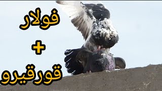 زوج حمام ثنائي بين أنثى الحمام الفولار + ذكر الحمام القورقيرو