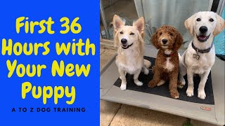 First 36 Hours With Your New Puppy