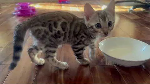Video 5660711: born bengal, silver bengal