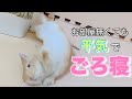 ケージ大掃除されても平気でごろ寝炸裂なうさぎw