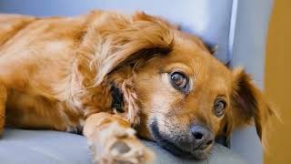 can dogs eat lettuce