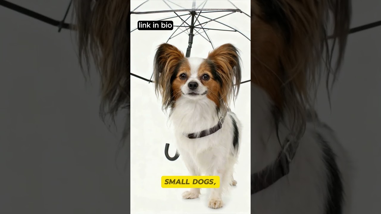 This Dog Umbrella Makes Rainy Walks Easy! ☔🐾