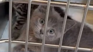 Help out the kittens at Guilford County Animal Services with a donation!