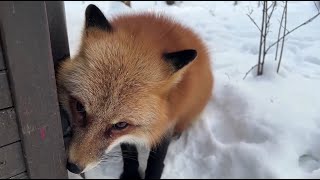 Ли Сяо / Alice the Fox Лиса Алиса (Способ быстро улучшить настроение лисы)