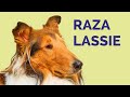 10 Cosas Sobre la Raza Pastor Collie de Pelo Largo (Rough Collie) の動画、YouTube動画。