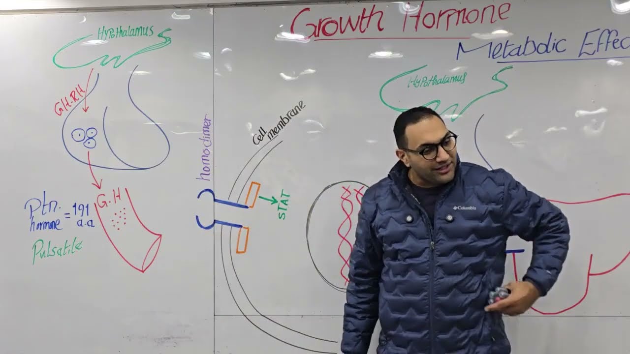 Endocrine Physiology-3 Kasr alainy 2026 by dr. Elsherif