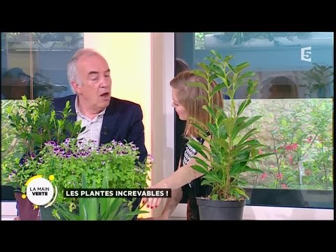 Vidéo: Les Fleurs D'intérieur Les Plus Populaires (44 Photos): Une Description Des Plantes D'intérieur Communes En Pots