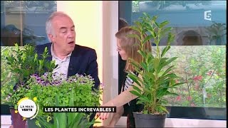 Les plantes increvables !