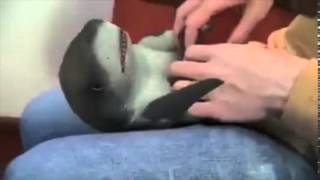 What A Nice Toy 海外オモシロ動画 カワイイ サメのオモチャ Youtube What A Nice Toy 海外オモシロ動画 カワイイ サメのオモチャ Youtube
