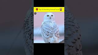 Top 10 facts about animals 🦉😱 | top 10 facts in Hindi #shorts #facts #animals #top10 #factsinhindi