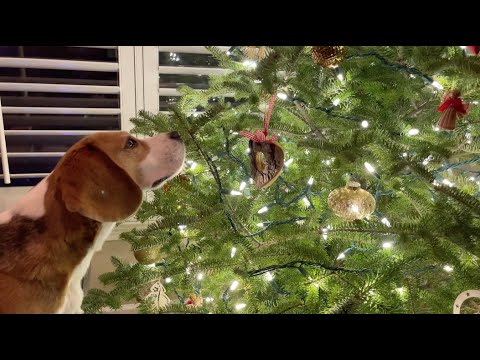 Video: Mis primos de beagle