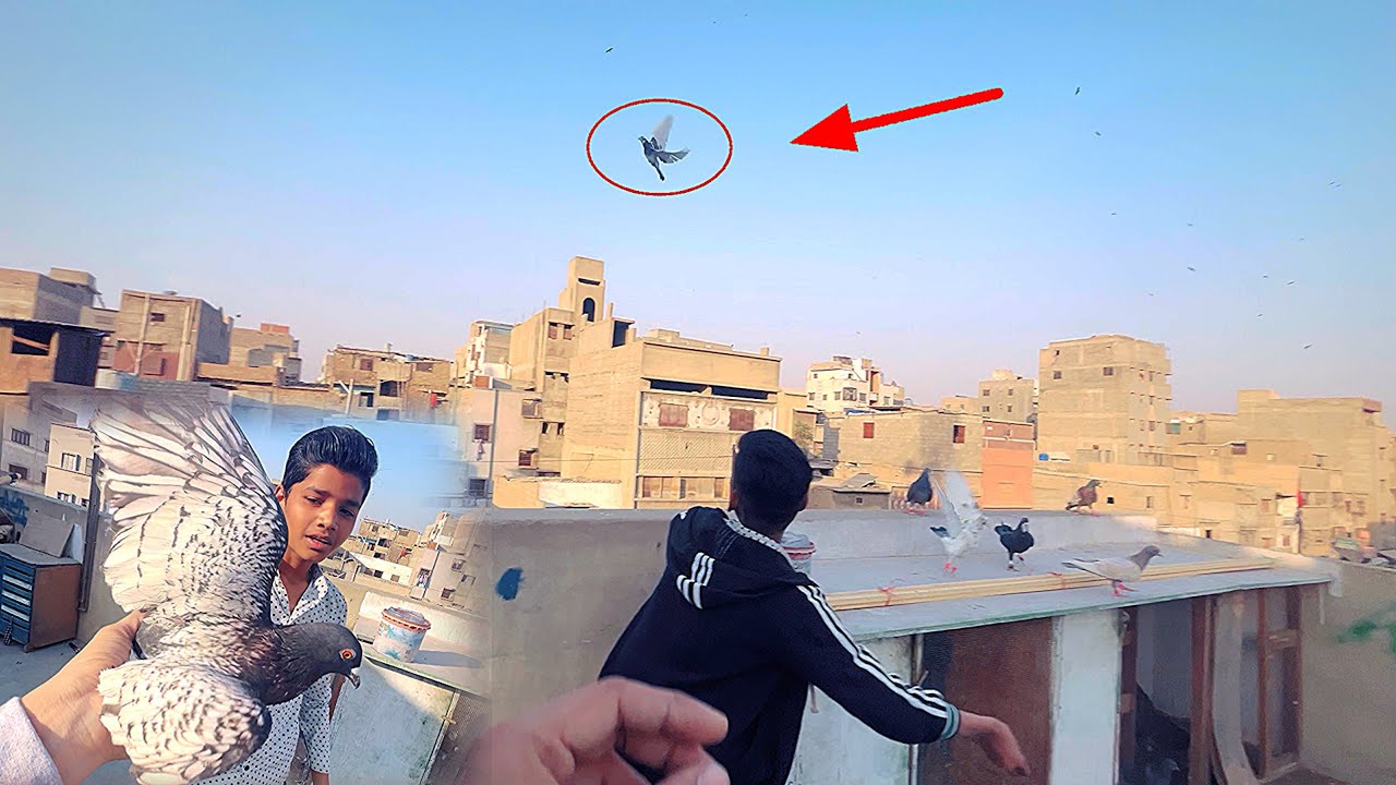 Aaj Polish Kabutar Ud Gaya 🤪