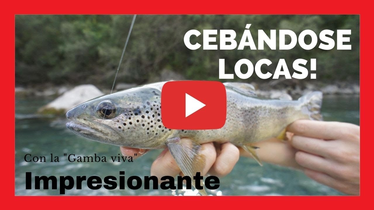 Tarde de Pesca de GRANDES Truchas cebándose. 🔥 𝐈𝐌𝐏𝐑𝐄𝐒𝐈𝐎𝐍𝐀𝐍𝐓𝐄🔥!!!