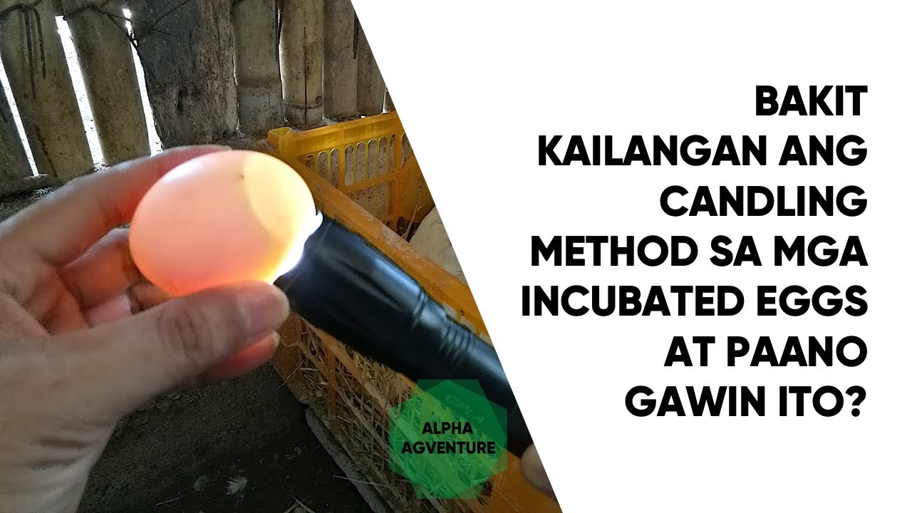 Bakit Kailangan ang Candling Method sa mga Incubated Eggs at Paano