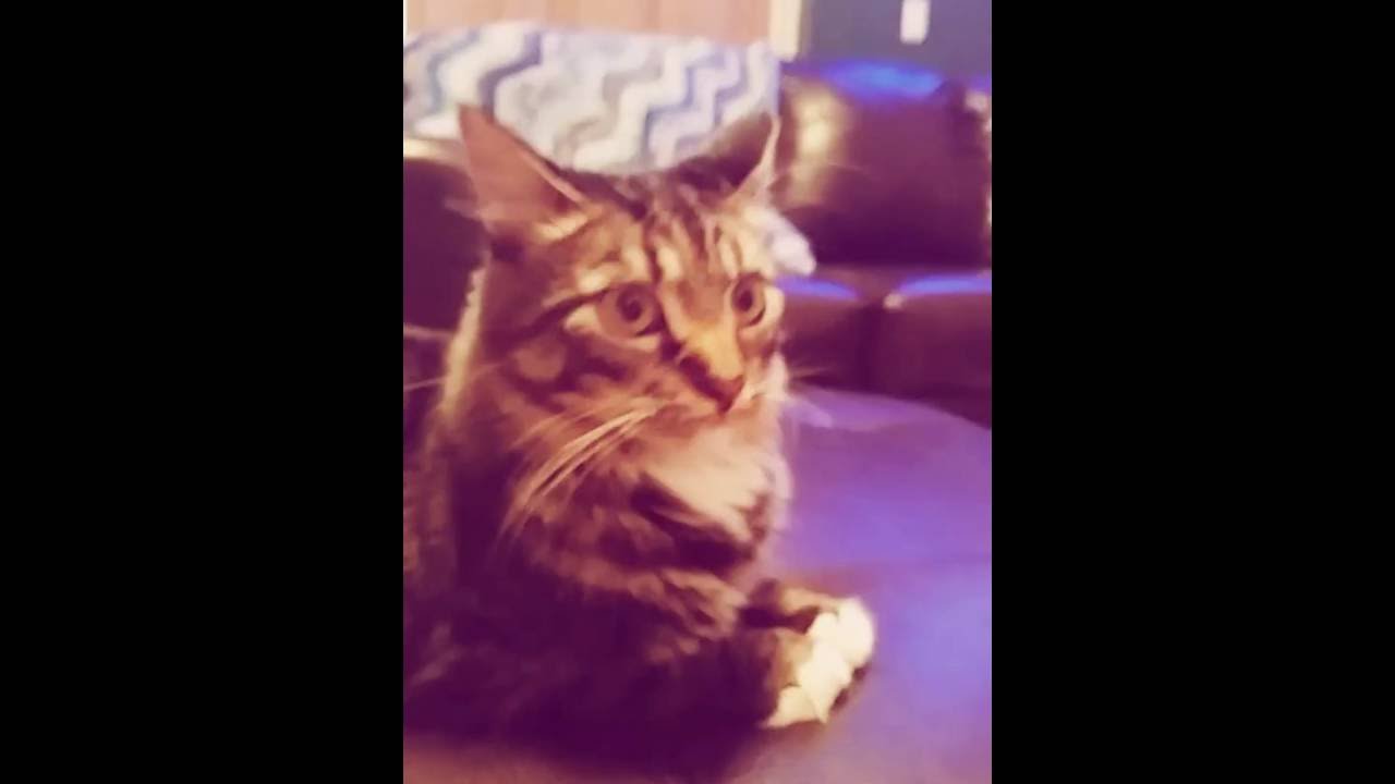 camera iphone 8 plus apk Lexy kitty kitty kitty!