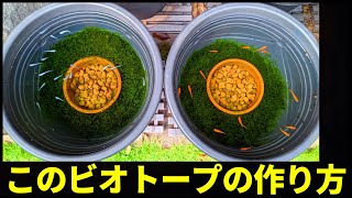 ウィローモス絨毯！簡単ずぼらビオトープの作り方を解説（スドーメダカの深鉢使用）