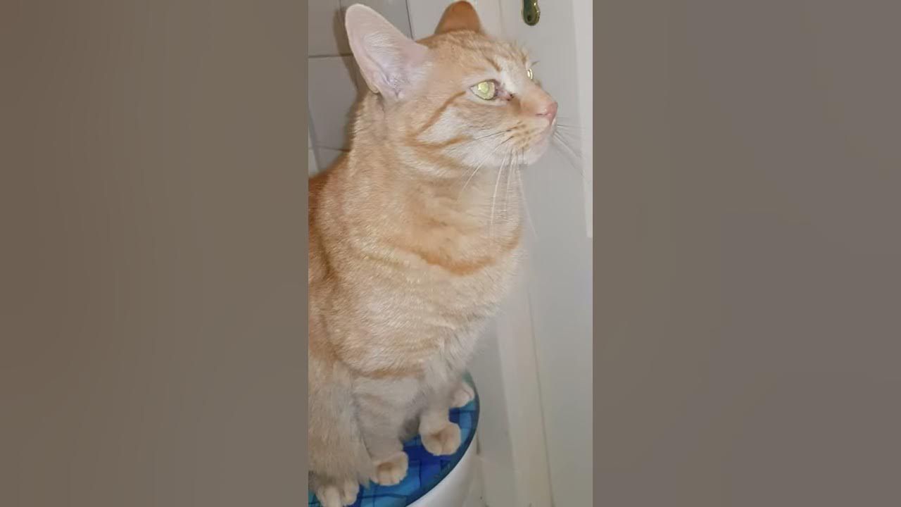 Katze Geht Alle Paar Minuten Aufs Klo www.youtube.com